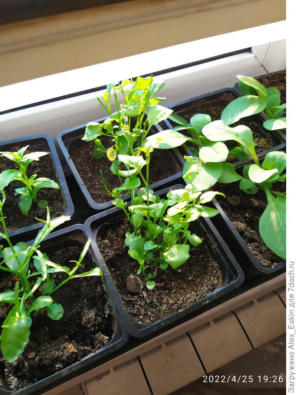 Лобелия,Петуния