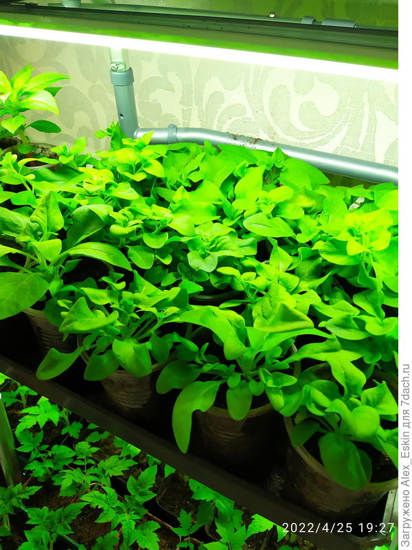 А Петуньки радуют