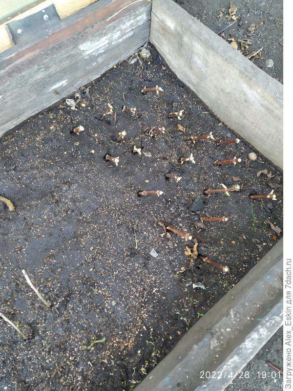 Черенки гортензии