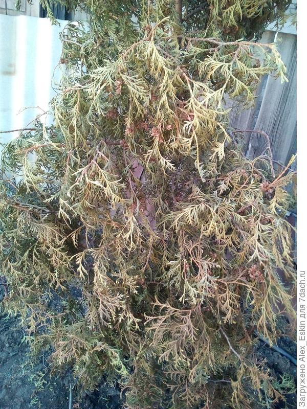 туя в 2020 ,19.05.2020