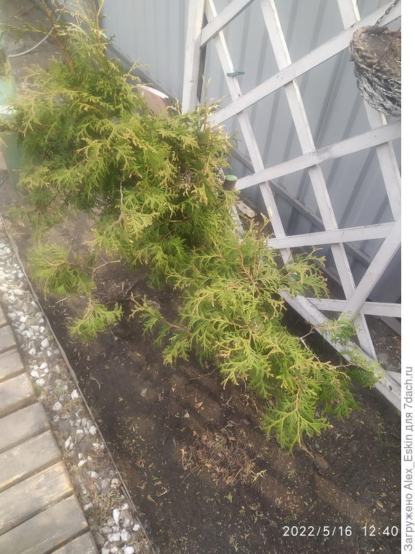 туя _3,буквально рядышком,не пострадала