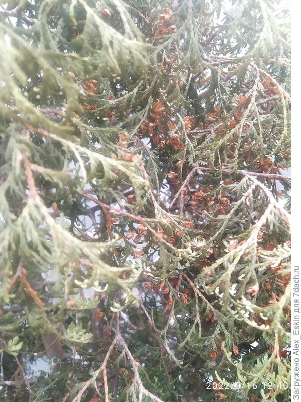 хвоя вблизи