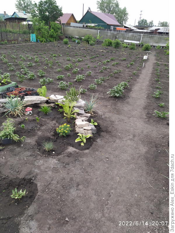 на переднем плане Адретта(покупная),на заднем Зекура