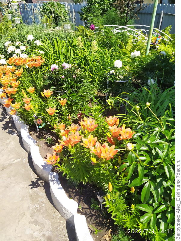 лилии спешат покрасоваться