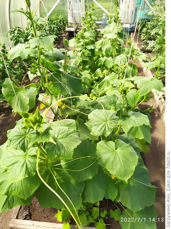 и огурчики радуют