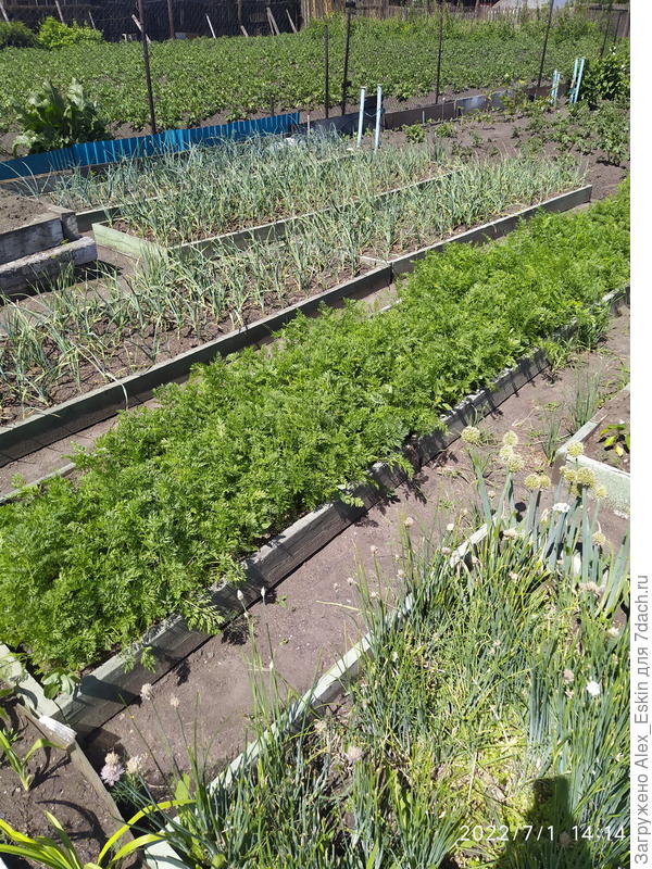 лук,чеснок ,морковь тоже не отстают