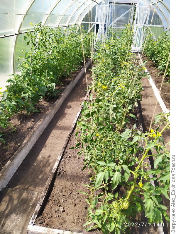 помидорки колосятся,успевай стриги