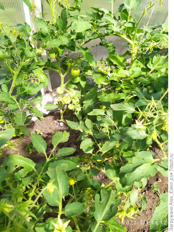 но и завязываются неплохо