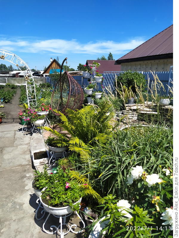 пионы отцветают