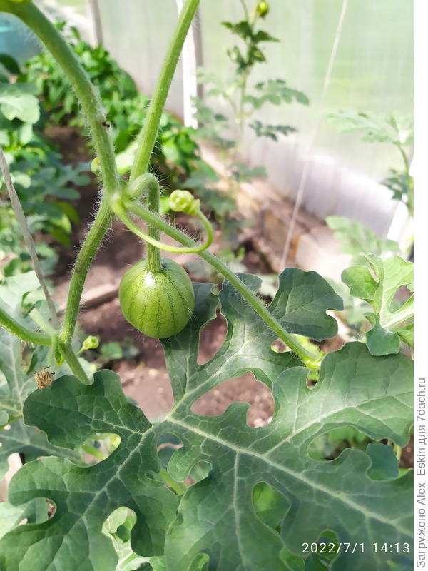 и арбузики завязываются,пока 4