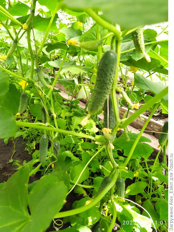 Огурчики, сорт Кураж