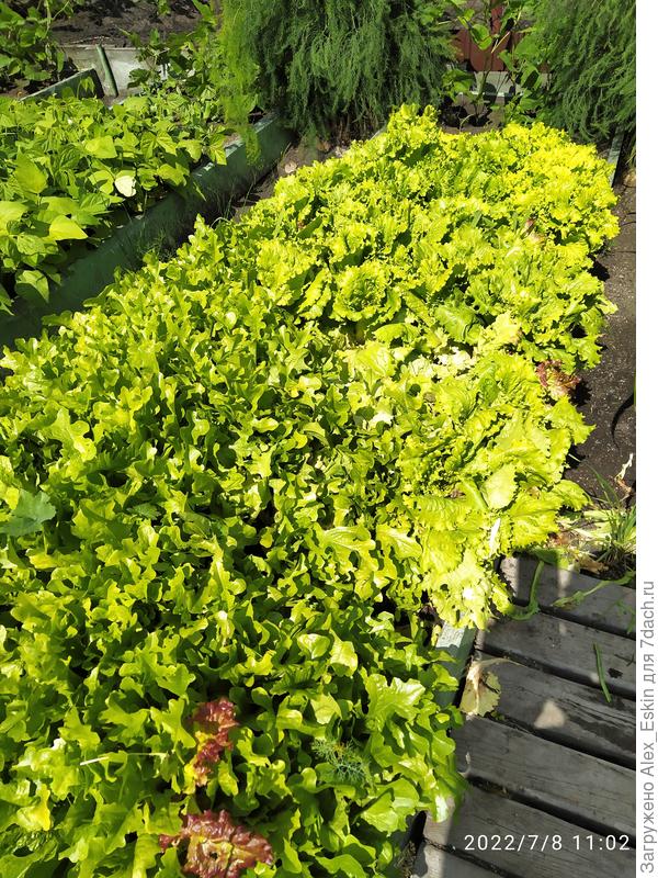 Салат буйствует