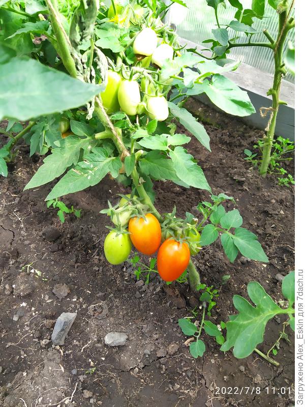 Зреют на корню