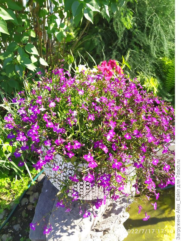 Это моя любимка