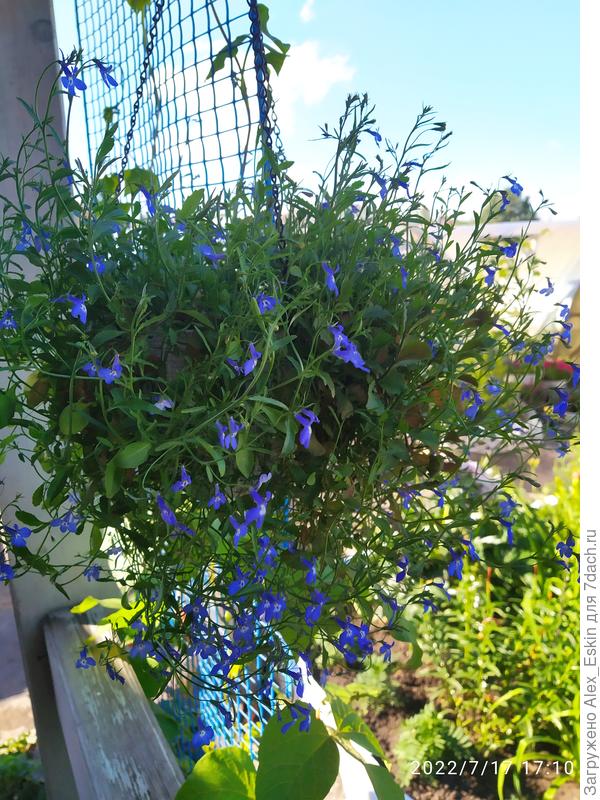 Потрепанные