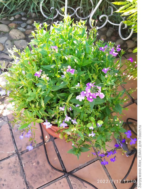 Эта ещё себя не проявила