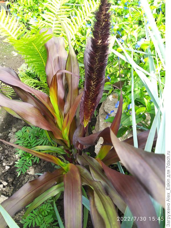 Пениссетум