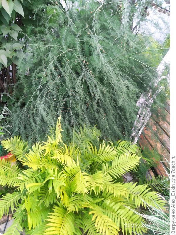 Куст от бабушки