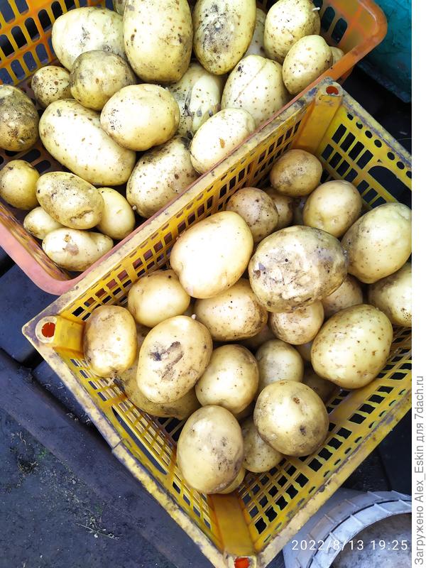 Первый урожай