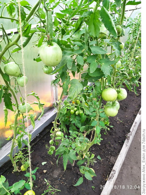 а эти пусть зреют