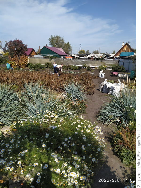 копаем картошку