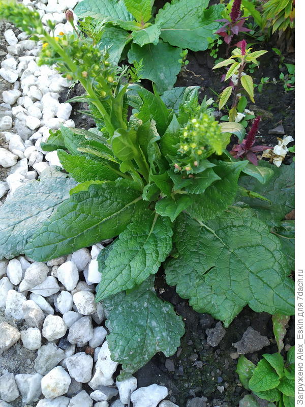 август первого сезона