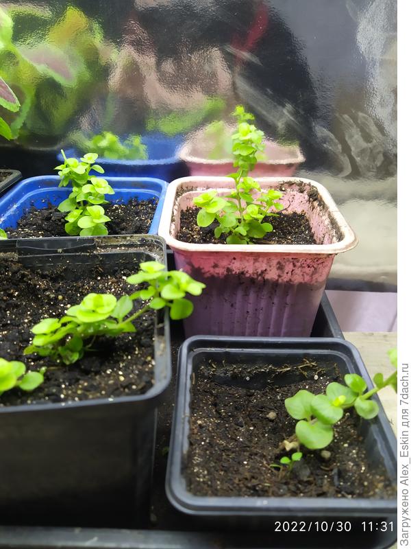 Малыши пока такие,сейчас задача до весны их дотянуть