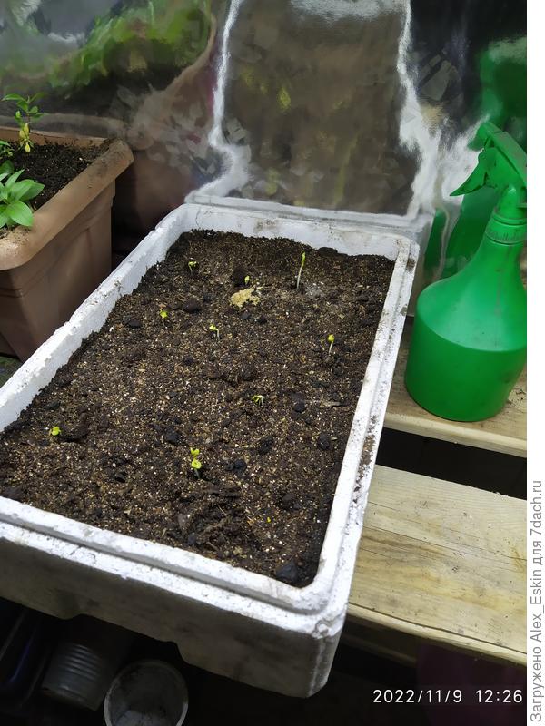 первые всходы