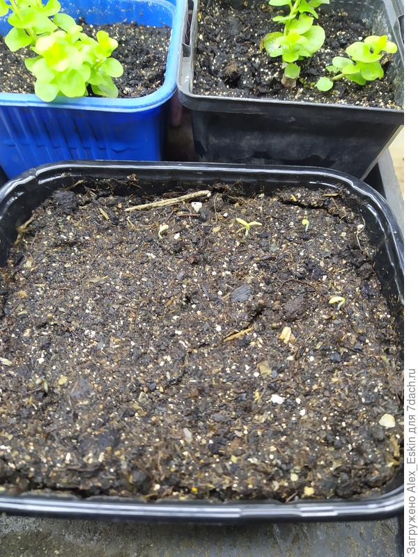 Всходы дихондры