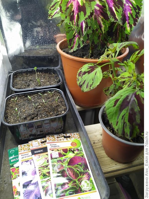 Колеусы, слева в плошках всходы Дихондры