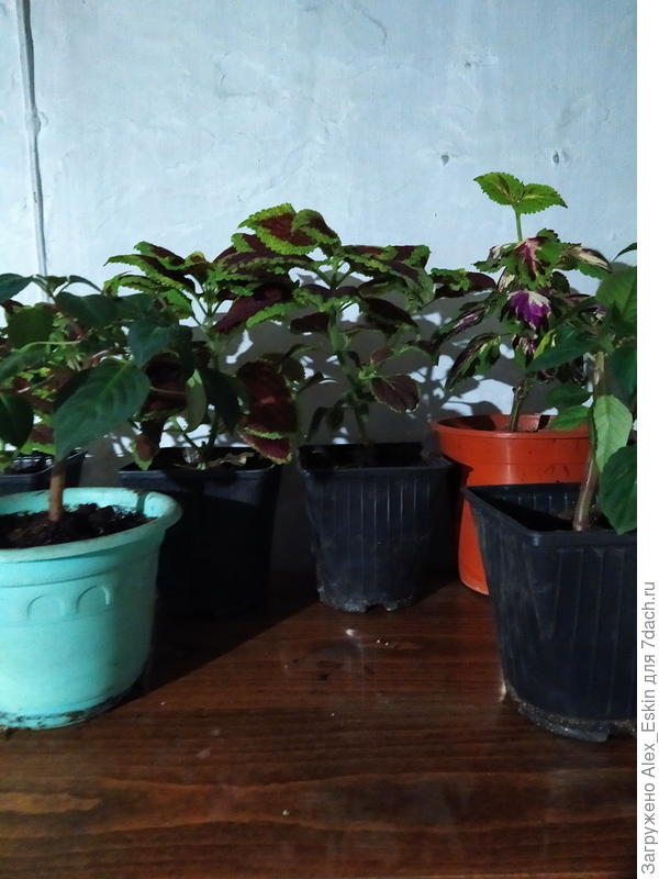 Колеусы и бальзамины