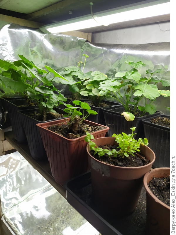 Маточники пеларгонии