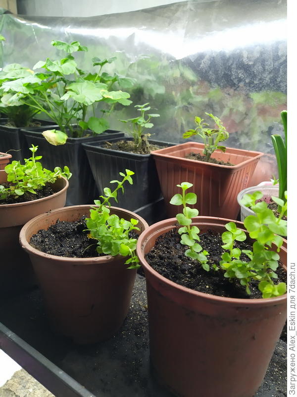 Вербейник монетчатый,справа на заднем плане Гиацинт