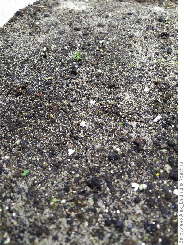 всходы земляники