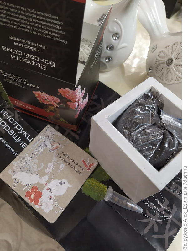 Набор для бонсая-сакура