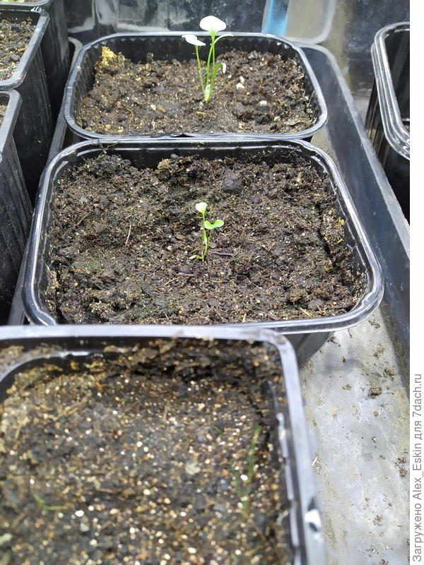 дихондра,на переднем плане какой то пеннисетум