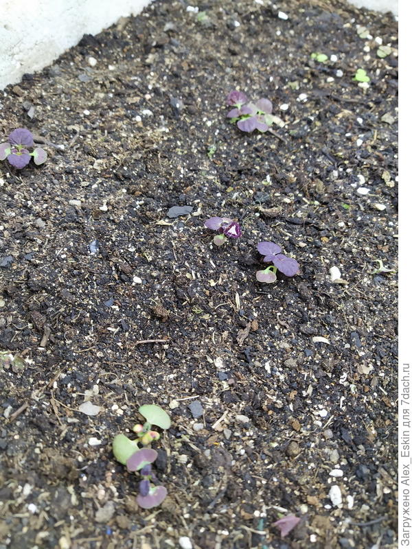 Колеусы из семян