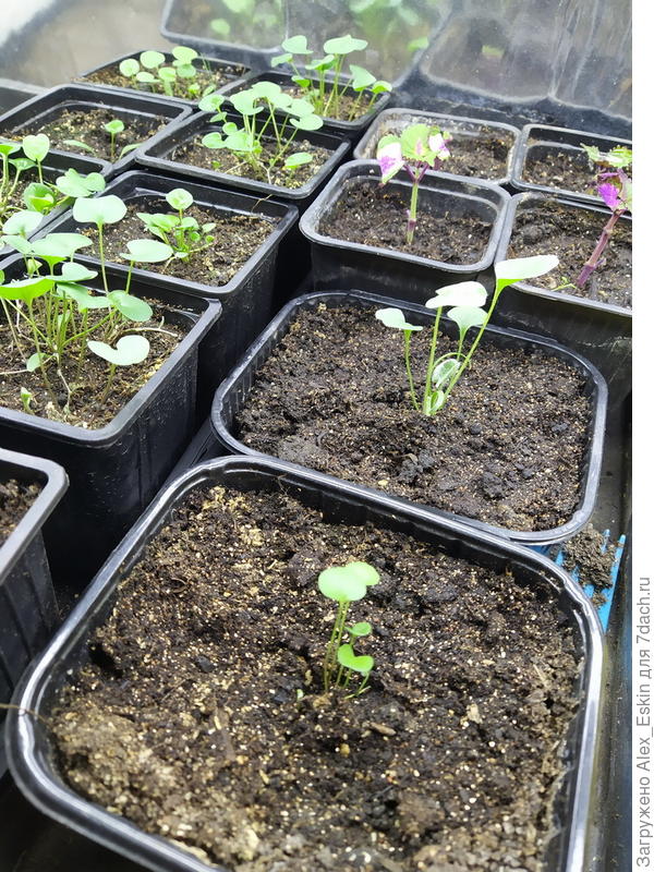 на заднем плане справа Колеусы