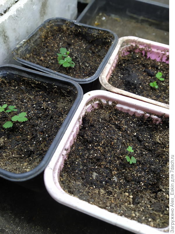 скорее всего,Солемахер