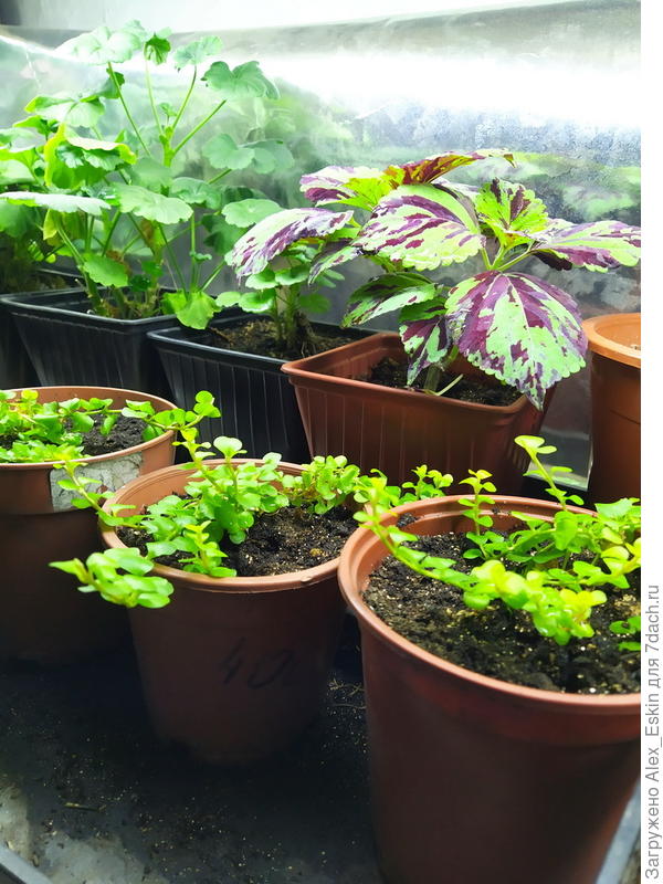 скоро с этого буду стричь черенки