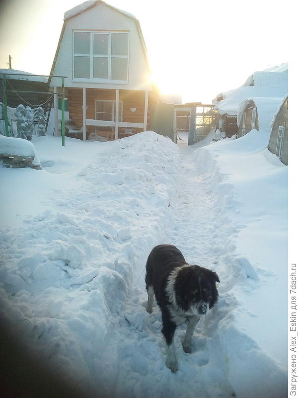 вот так прокапывал дорожку