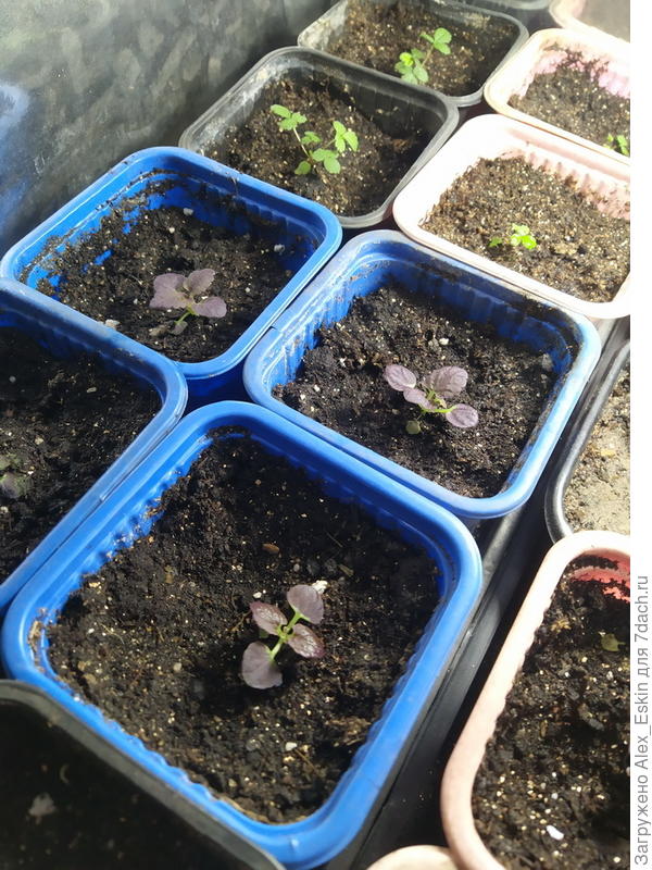 Чёрный дракон