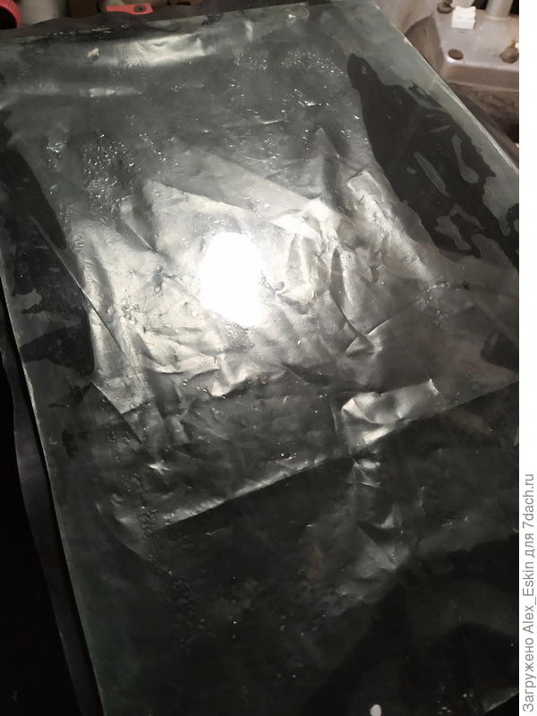 сальпиглоссисы