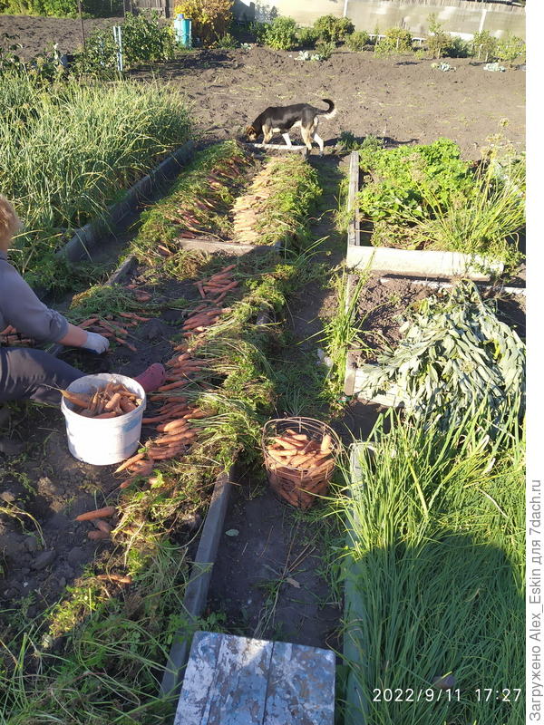 как итог,морковь на славу