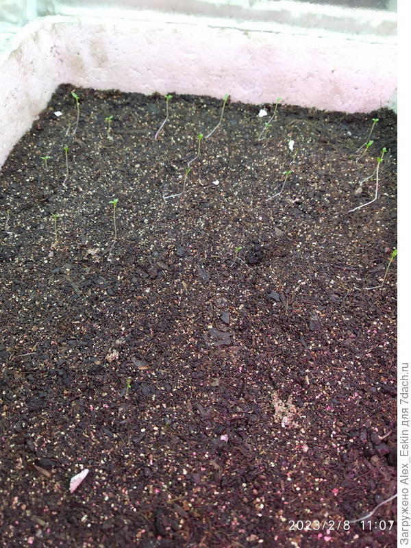 Сальпиглоссисы