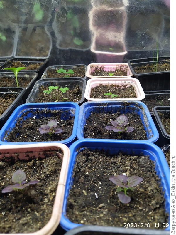 Чёрные дракончики,на заднем плане Земляника январского посева