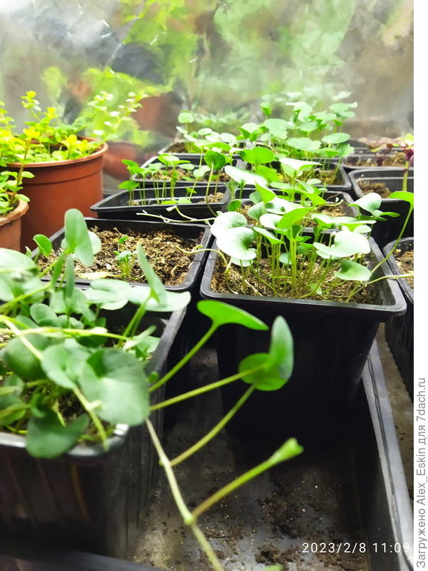 Дихондра растёт понемногу