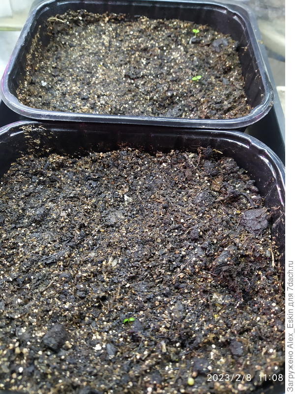 Первые всходы Диасции