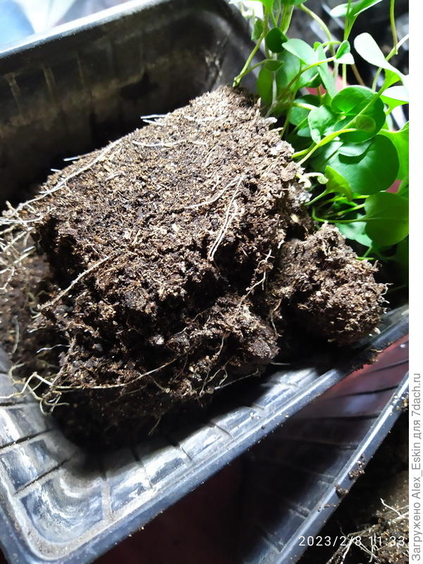 Перевалка Дихондры