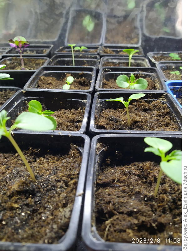 Распикированные бальзамины